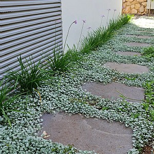 ����� ����� ������ �� ���� ����� 